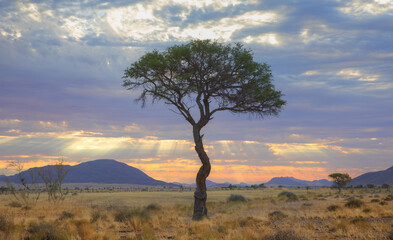 Lone acasia tree is watching the sunset with blue mountains - Namibia
