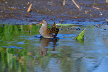 Wasserralle am Morgen im Herbst bei der Jagd in der Oberlausitz