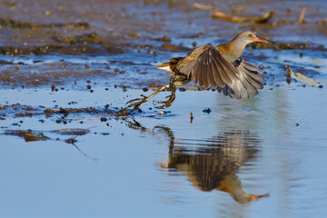 Wasserralle am Morgen im Herbst bei der Jagd in der Oberlausitz
