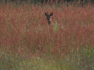 Reh Bock auf der farbenfrohen Wiese