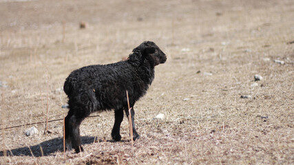 lamb on the field