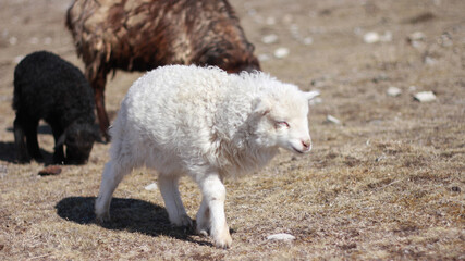 sheep and lamb