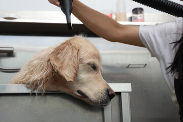 Professional groomer drying fur of cute dog after washing in pet beauty salon
