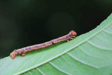 Lepidoptera larva inchworm in the wild, North China