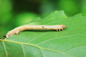 Lepidoptera larva inchworm in the wild, North China