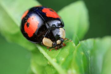 Ladybugs on wild plants, North China