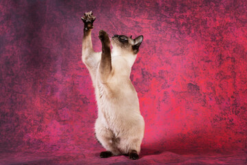 The Thai Siamese cat is sitting on its hind legs and has raised its front paws with its claws spread out.
