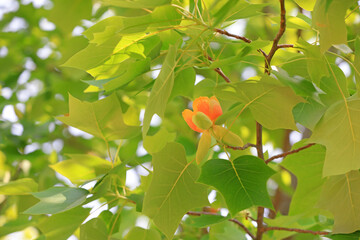 Liriodendron flowers in a botanical garden, North China