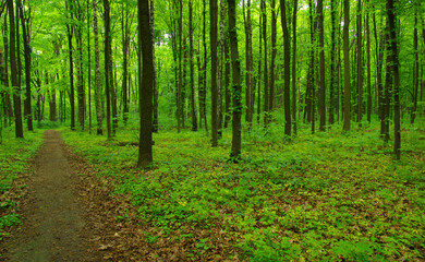 Obraz premium Green forest and path