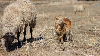 sheep and lamb on the field
