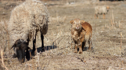 sheep and lamb on the field