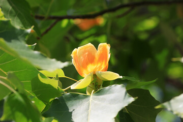 Liriodendron flowers in a botanical garden, North China