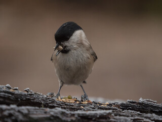 Sumpfmeise mit Futter im Schnabel