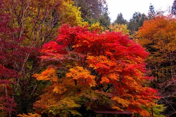 あまが谷渓谷の紅葉