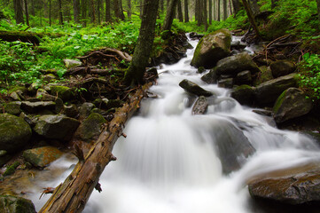 Fototapeta premium River in the woods