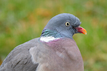 Ringeltaube bei der Futtersuche