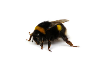 Bumblebee (Bombus) insect isolated on white