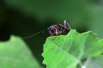 Bee insects in the wild, North China