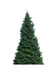 Natural evergreen single tree