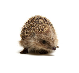 Hedgehog  isolated on white