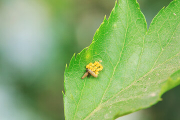 Ladybugs on wild plants, North China