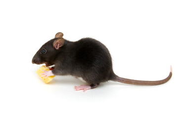Rat and cheese isolated on white