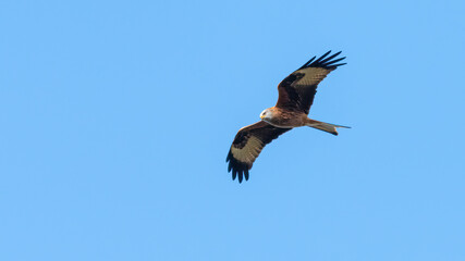 Red kite (Milvus milvus) soaring on the breeze against a blue sky, majestic UK bird of prey