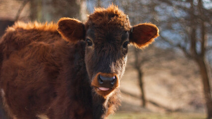 calf in a farm