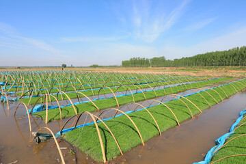 Rice seedbeds are on a farm in North China
