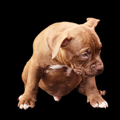 Fototapeta na wymiar A brown American bully puppy with uncut ears. Close-up, isolated on a black background