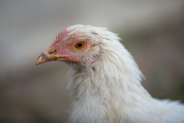 Portrait of a young white chicken isolated on a gray background of a rural farm. Close-up of a chicken with a small scallop and a brown beak smeared in the ground. Growing of poultry