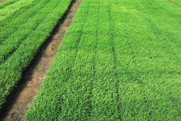 Rice seedbeds are on a farm in North China