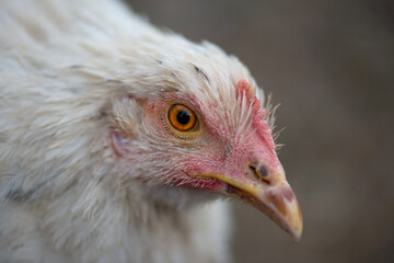 Portrait of a young white chicken isolated on a gray background of a rural farm. Close-up of a chicken with a small scallop and a brown beak smeared in the ground. Growing of poultry