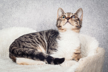 A striped mongrel kitten is lying on a white fur bed. Close-up, selective focus