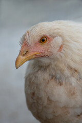 Portrait of a young white chicken isolated on a gray background of a rural farm. Close-up of a chicken with a small scallop and a brown beak smeared in the ground. Growing of poultry