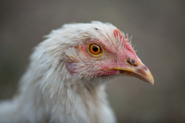 Portrait of a young white chicken isolated on a gray background of a rural farm. Close-up of a chicken with a small scallop and a brown beak smeared in the ground. Growing of poultry