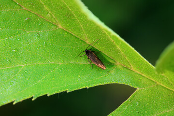 Lepidoptera insects in the wild, North China