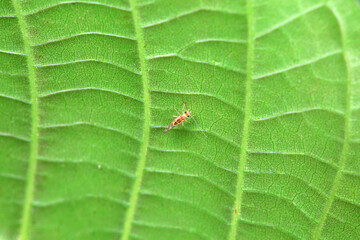 Rodents on wild plants, North China