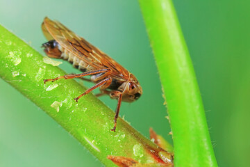 Leaf cicada on wild plants, North China