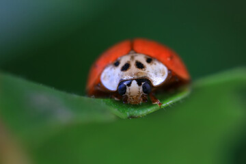 Ladybugs on wild plants, North China