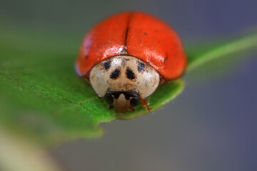 Ladybugs on wild plants, North China