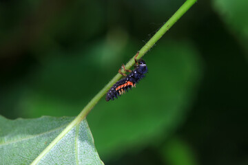 Ladybugs on wild plants, North China