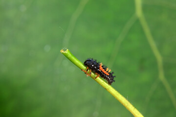 Ladybugs on wild plants, North China