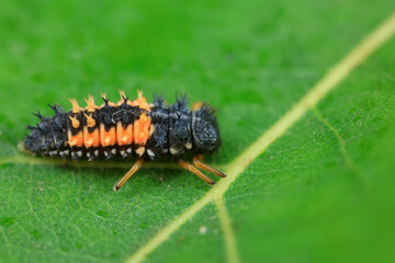 Ladybugs on wild plants, North China