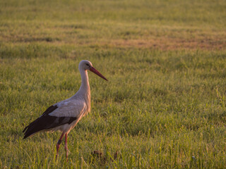 Weißstorch auf Wiese stehend