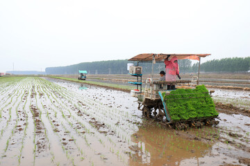 Fototapeta premium Farmers use rice transplanters to grow rice on farms, North China