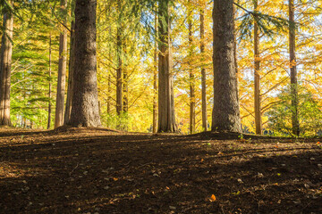 黄色に紅葉する美しい自然