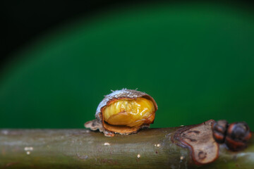 Lepidoptera larvae in the wild, North China