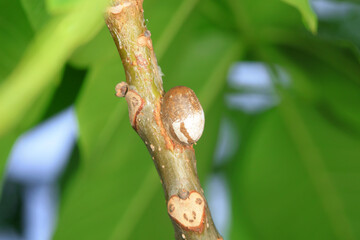 Insect cocoon shells on wild plants, North China