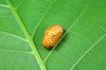 Lepidoptera larvae in the wild, North China